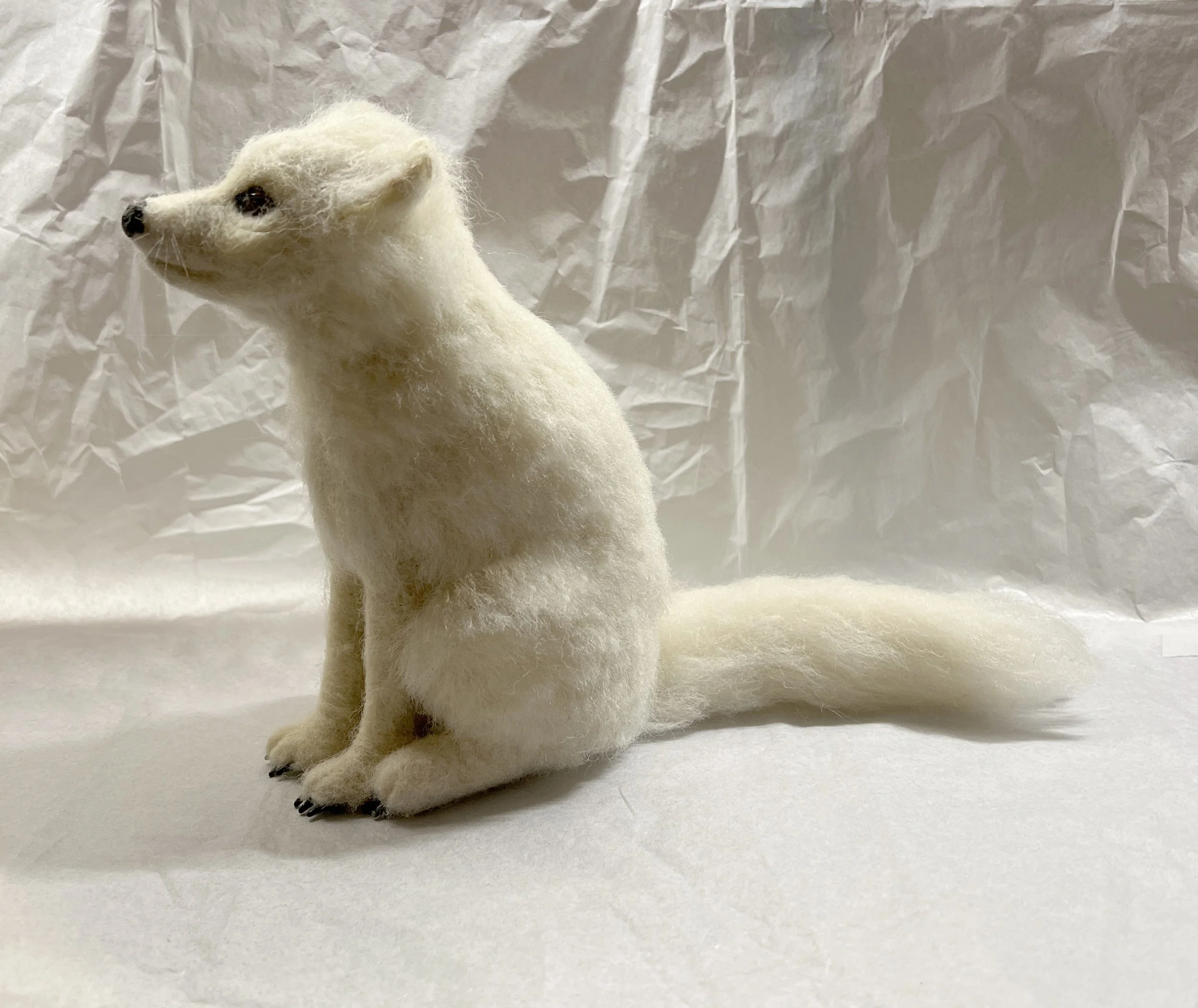 Artic Fox 1.jpg
