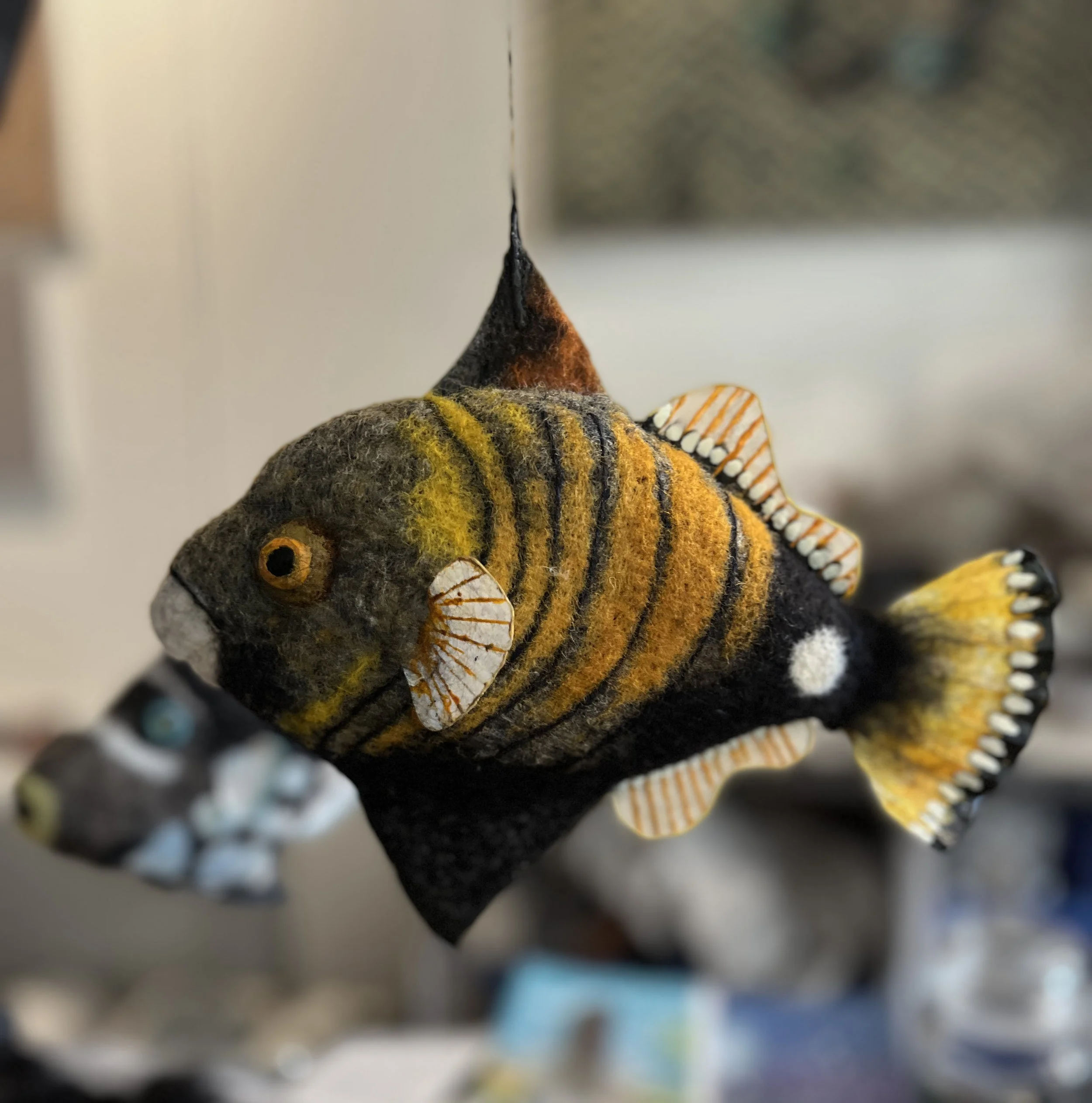 Triggerfish 2.jpg