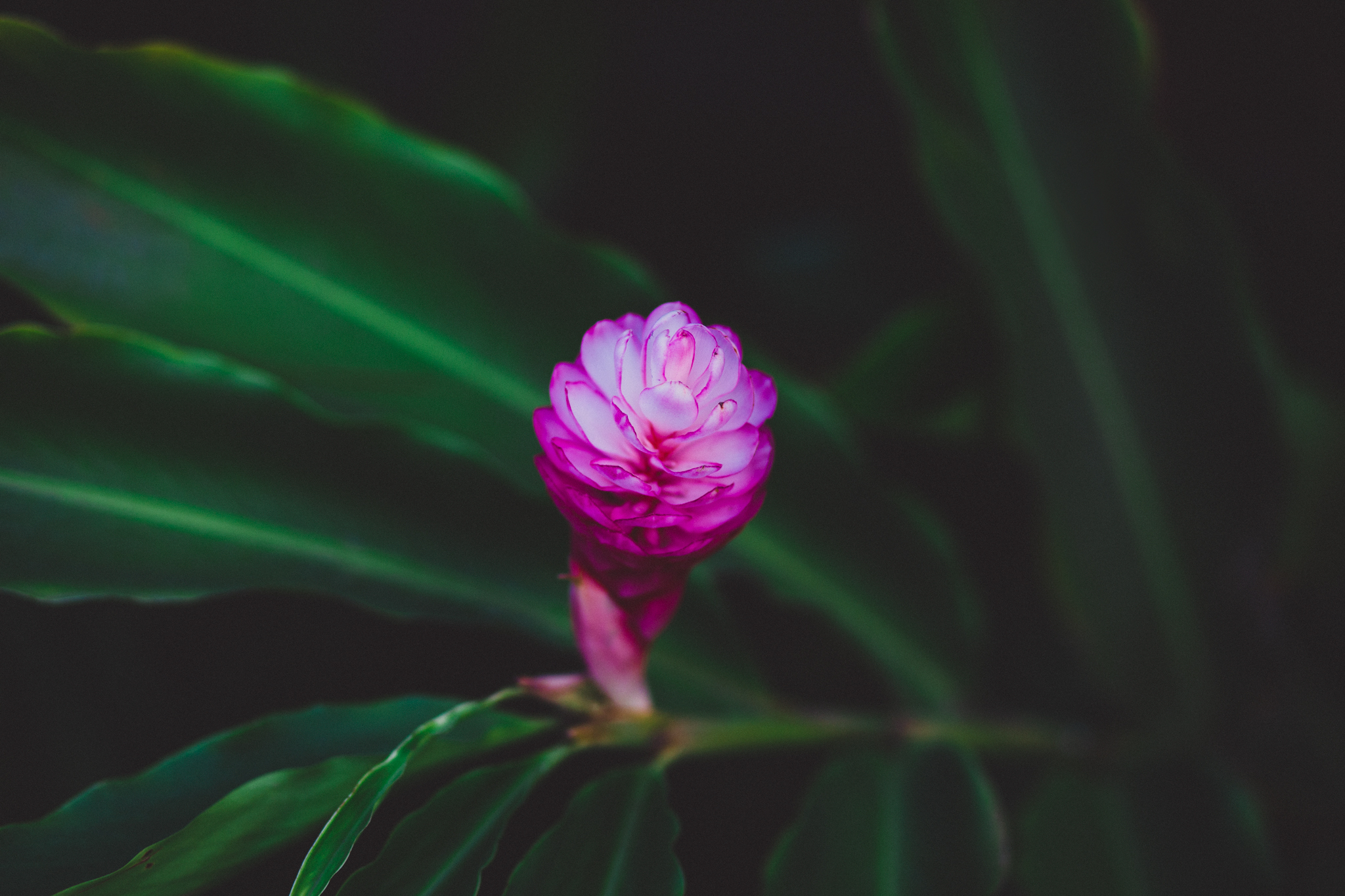 IMG_2807-KAUAI-HAWAII-FLOWER-JENNIFER-PICARD-PHOTOGRAPHY.jpg