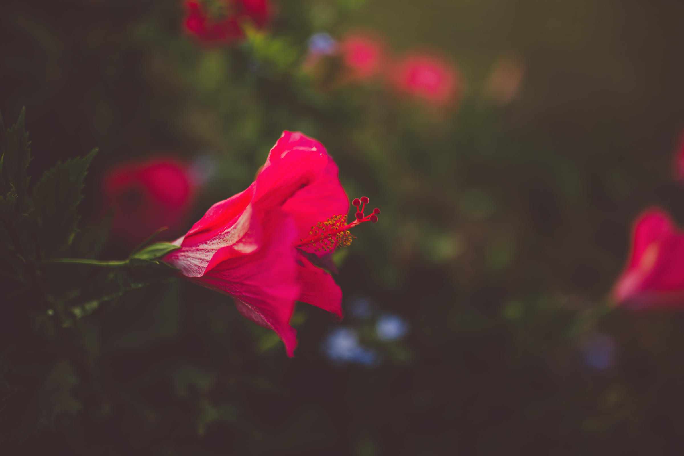 IMG_3035--KAUAI-HAWAII-JENNIFER-PICARD-PHOTOGRAPHY.jpg