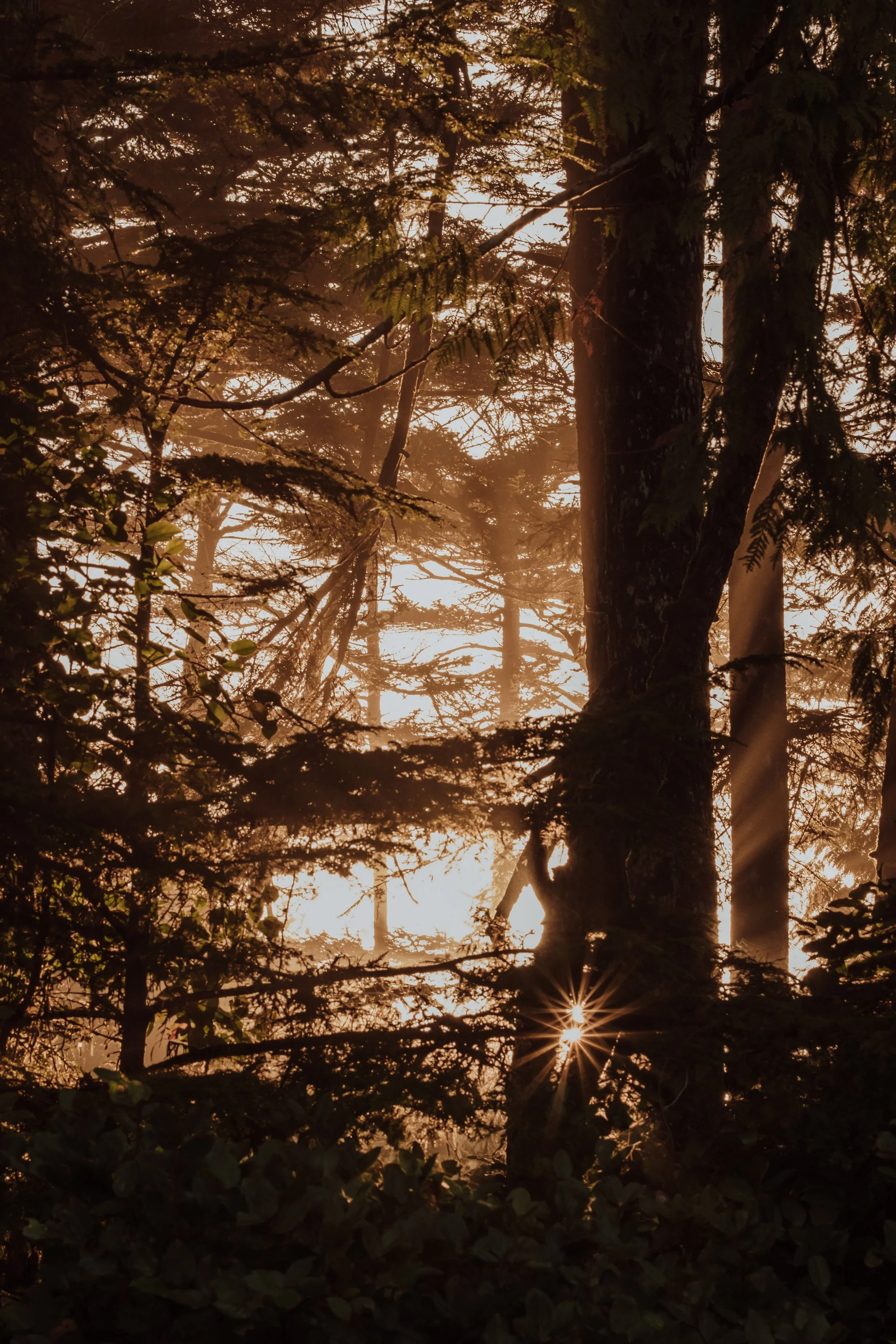  Tofino Elopement Photographer & Videographer 