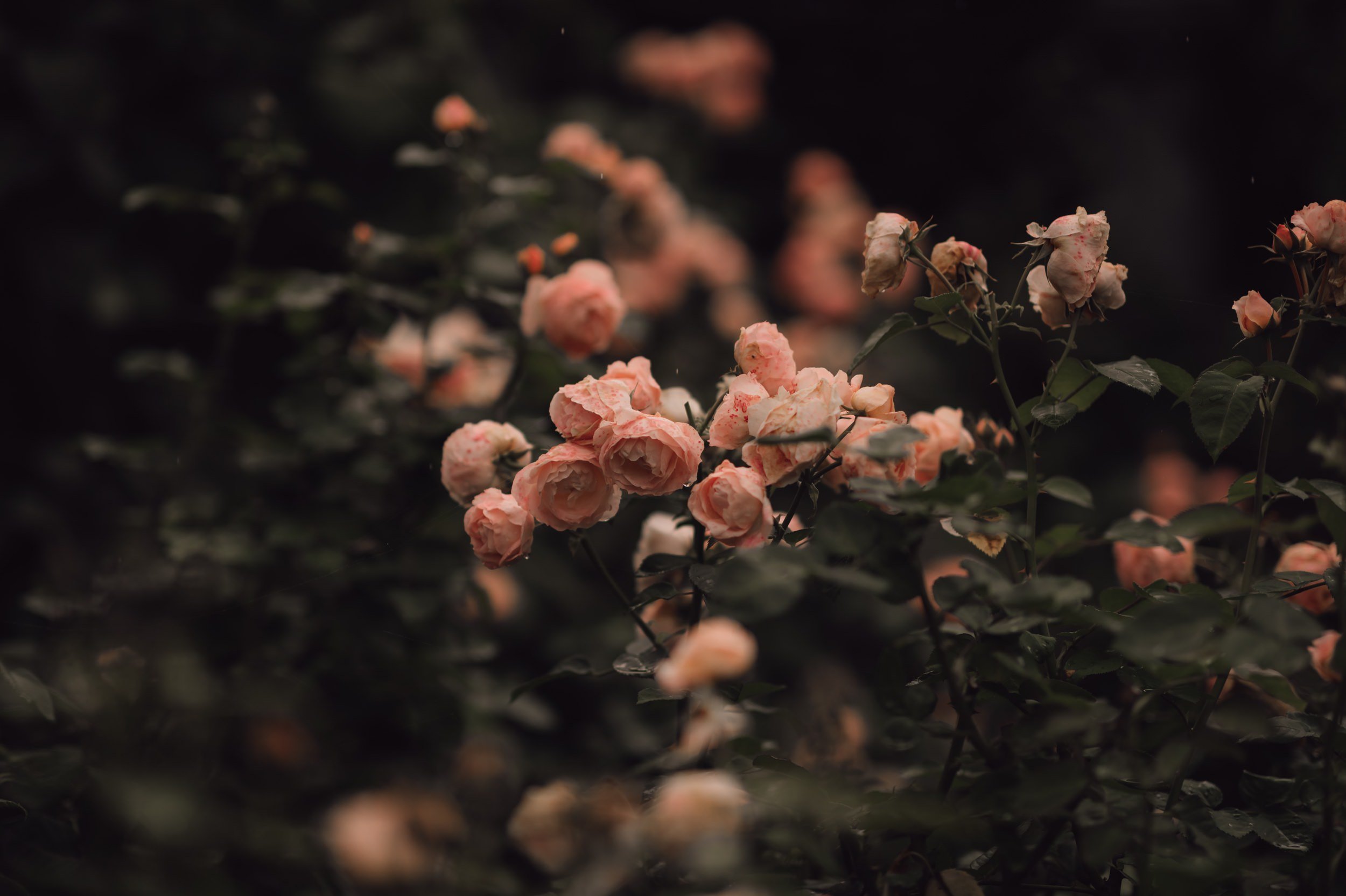  Candid Emotional Wedding and Elopement Photos 