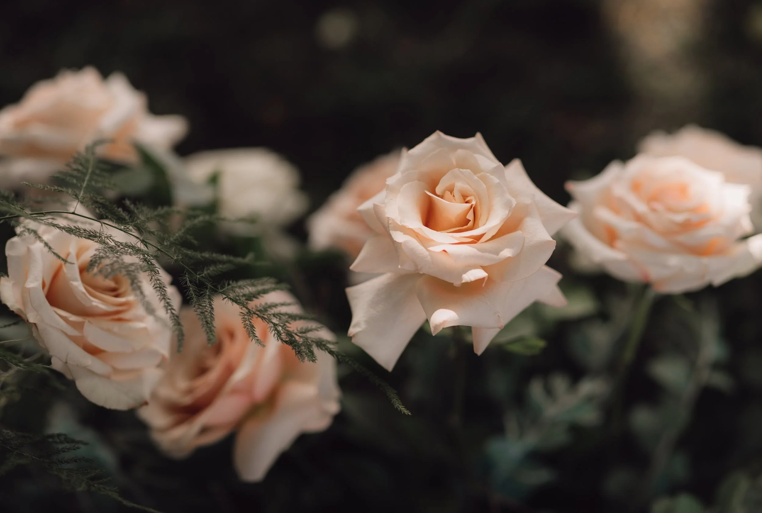  Vancouver and Squamish Elopement Photographer 