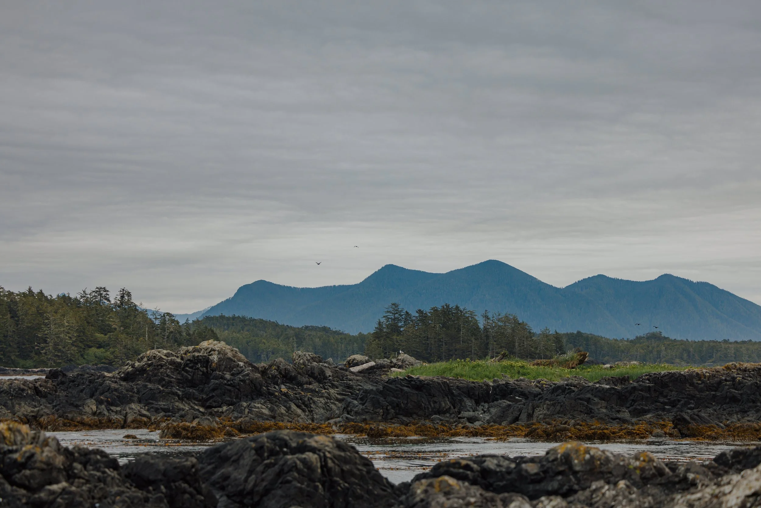 Tofino Helicopter Elopement, Tofino Wedding Photographer, Jen & Brian, 1580.JPG