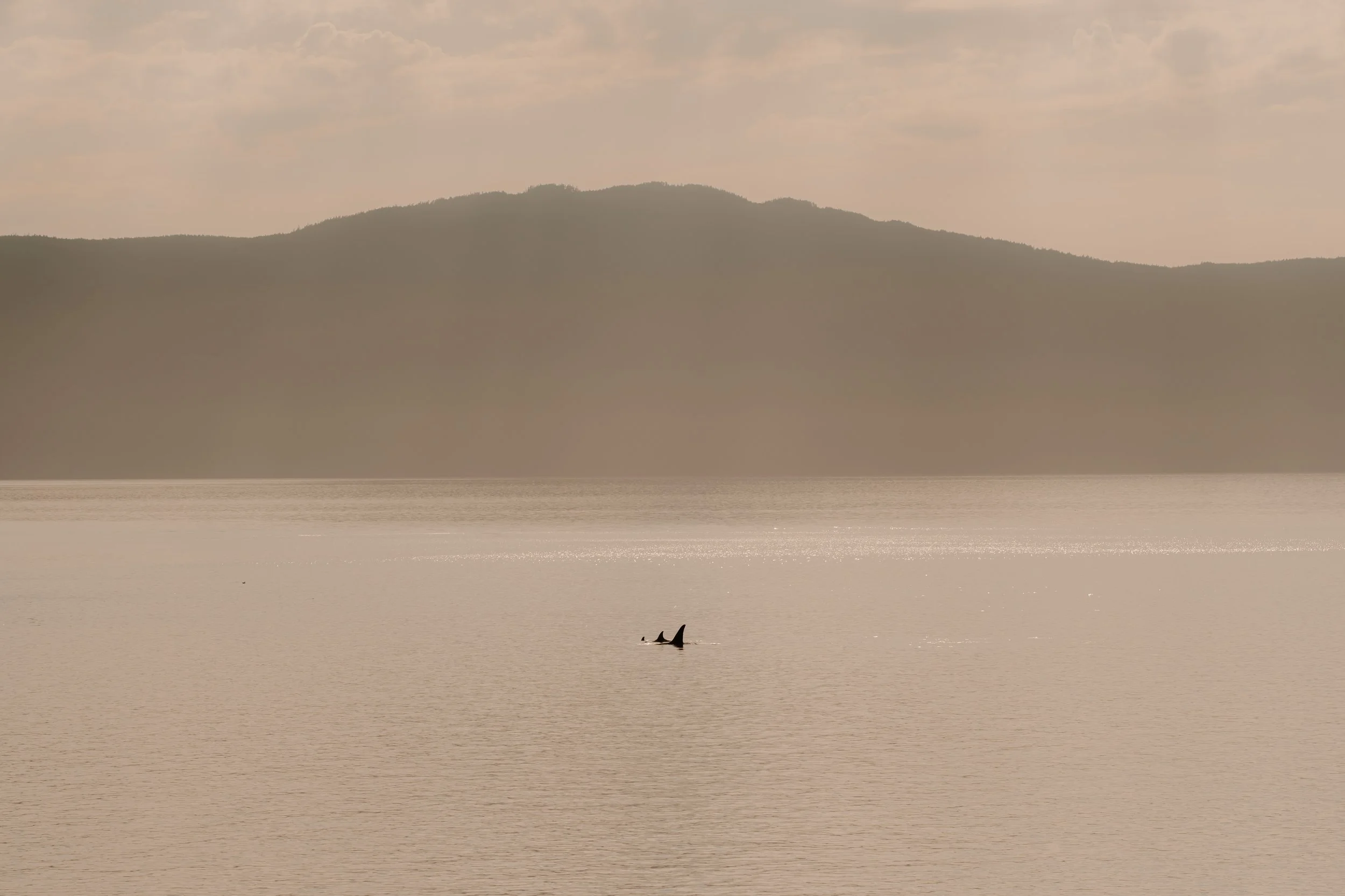 golden hour ocean and mountain scene with orcas passing through at golden hour on the Sunshine Coast