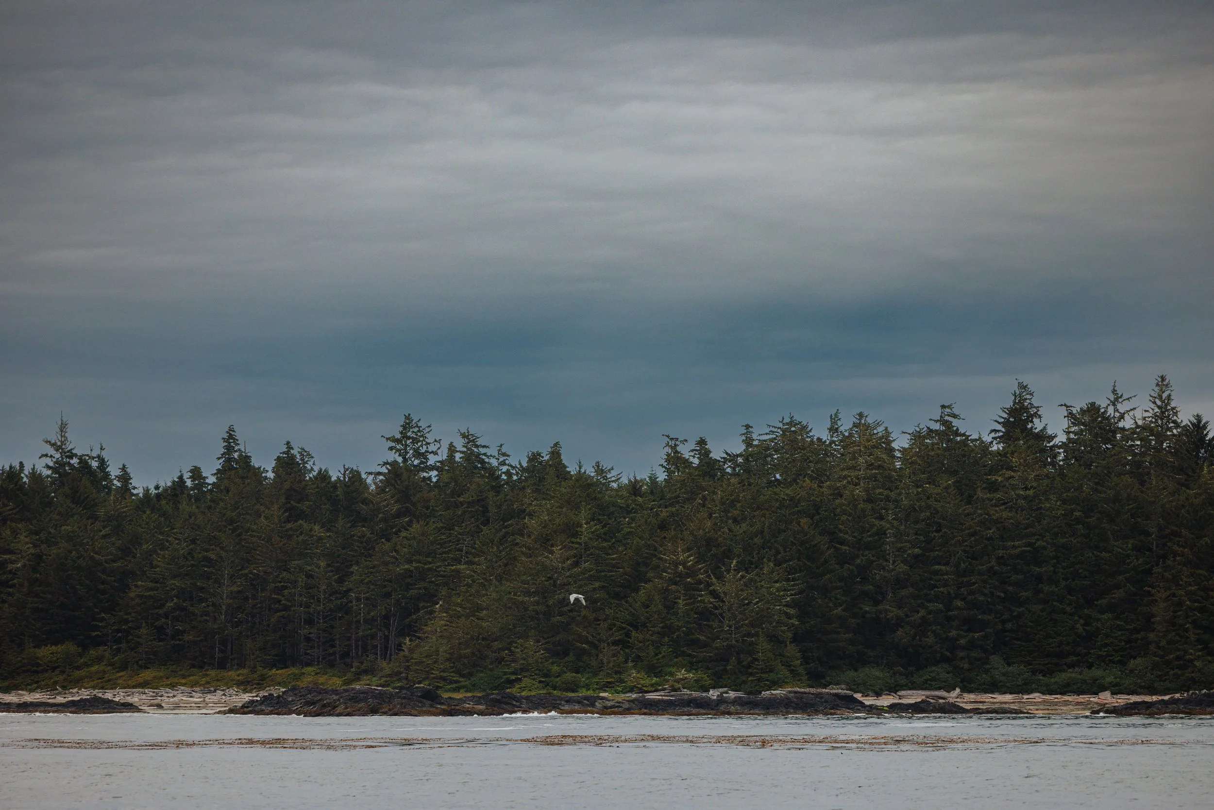 Tofino Helicopter Elopement, Tofino Wedding Photographer, Jen & Brian, 1579.JPG