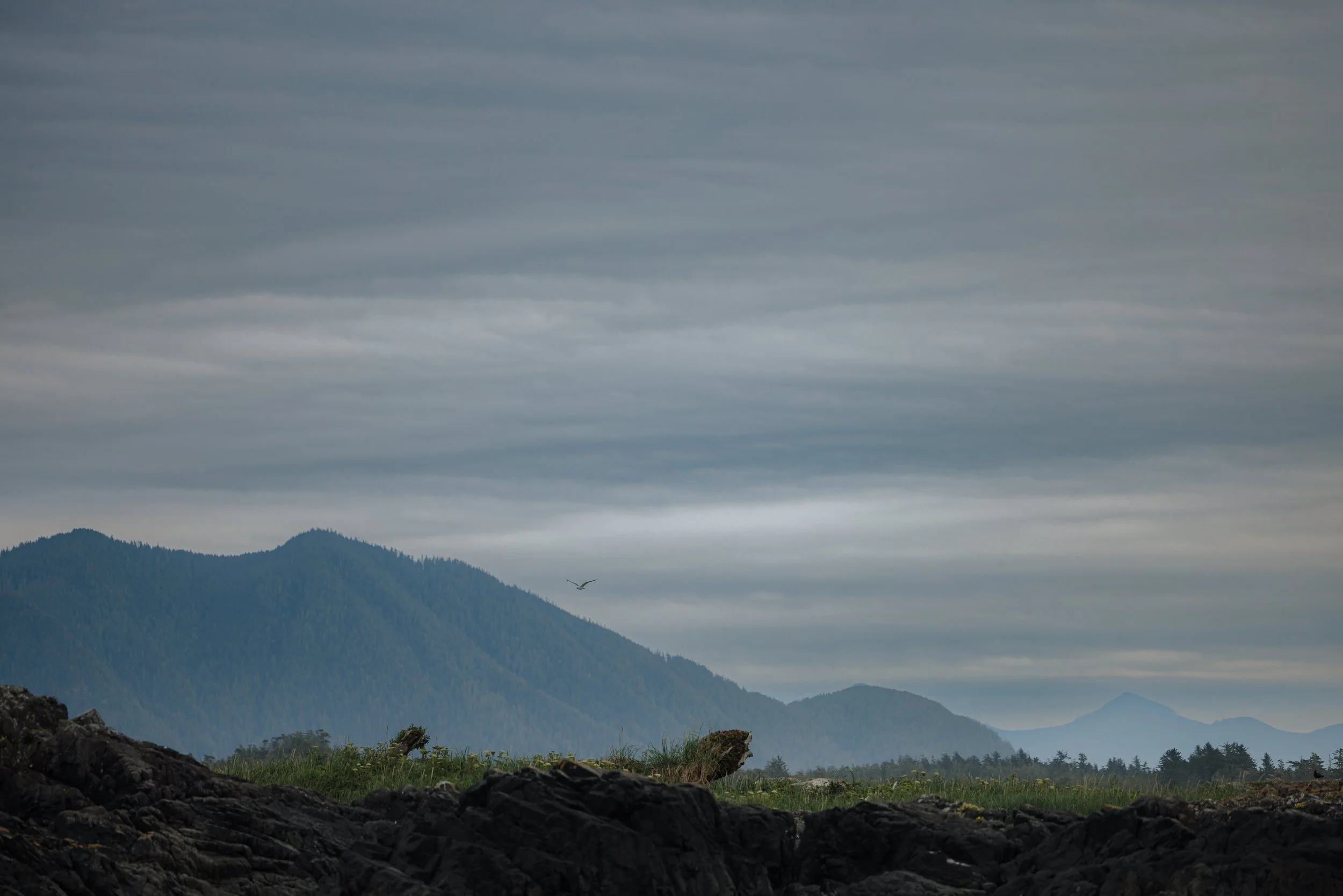 Tofino Helicopter Elopement, Tofino Wedding Photographer, Jen & Brian, 1569.JPG