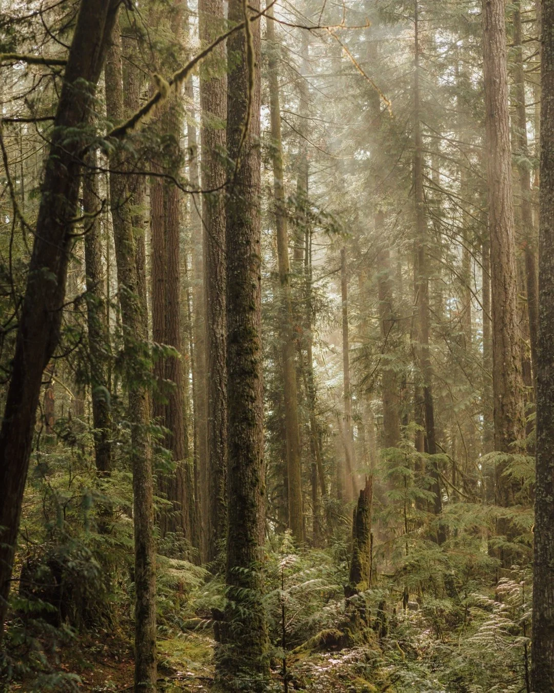 A dense forest with tall trees and sunlight filtering through the branches on the Sunshine Coast, BC