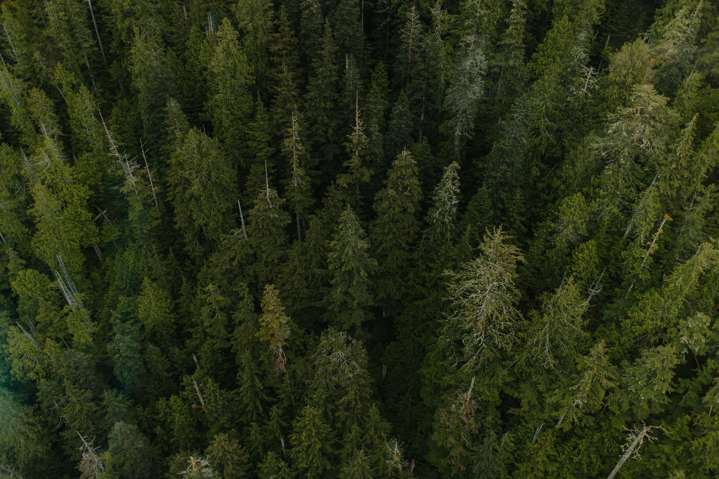 Tofino Helicopter Elopement, Tofino Wedding Photographer, Jen & Brian, 1588.JPG