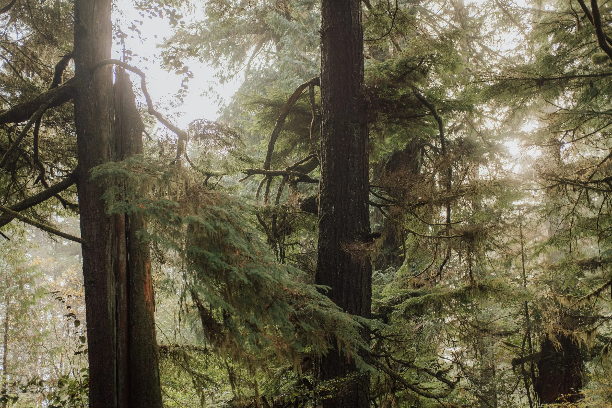 Wickaninnish Inn Wedding_ Tofino Wedding Photographer_ Jen + Brian Photo & Film_ 307.jpg