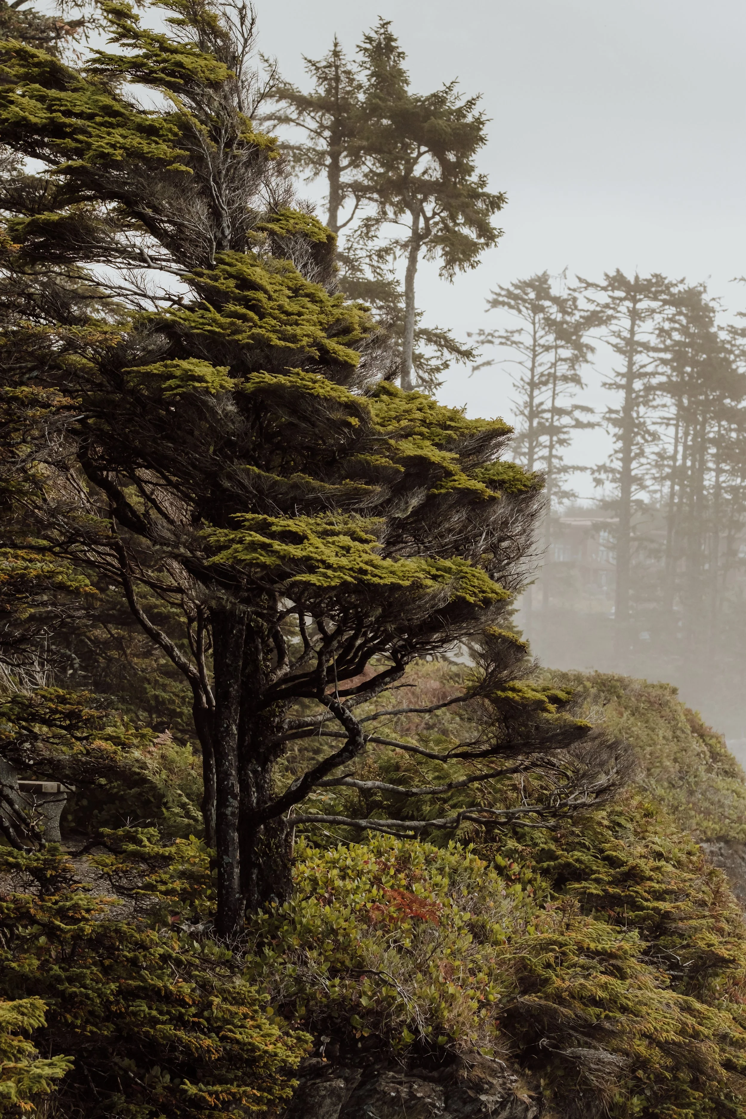 Foggy mountain forest with tall evergreen trees and dense shrubs on a rocky cliffside in Ucluelet, BC