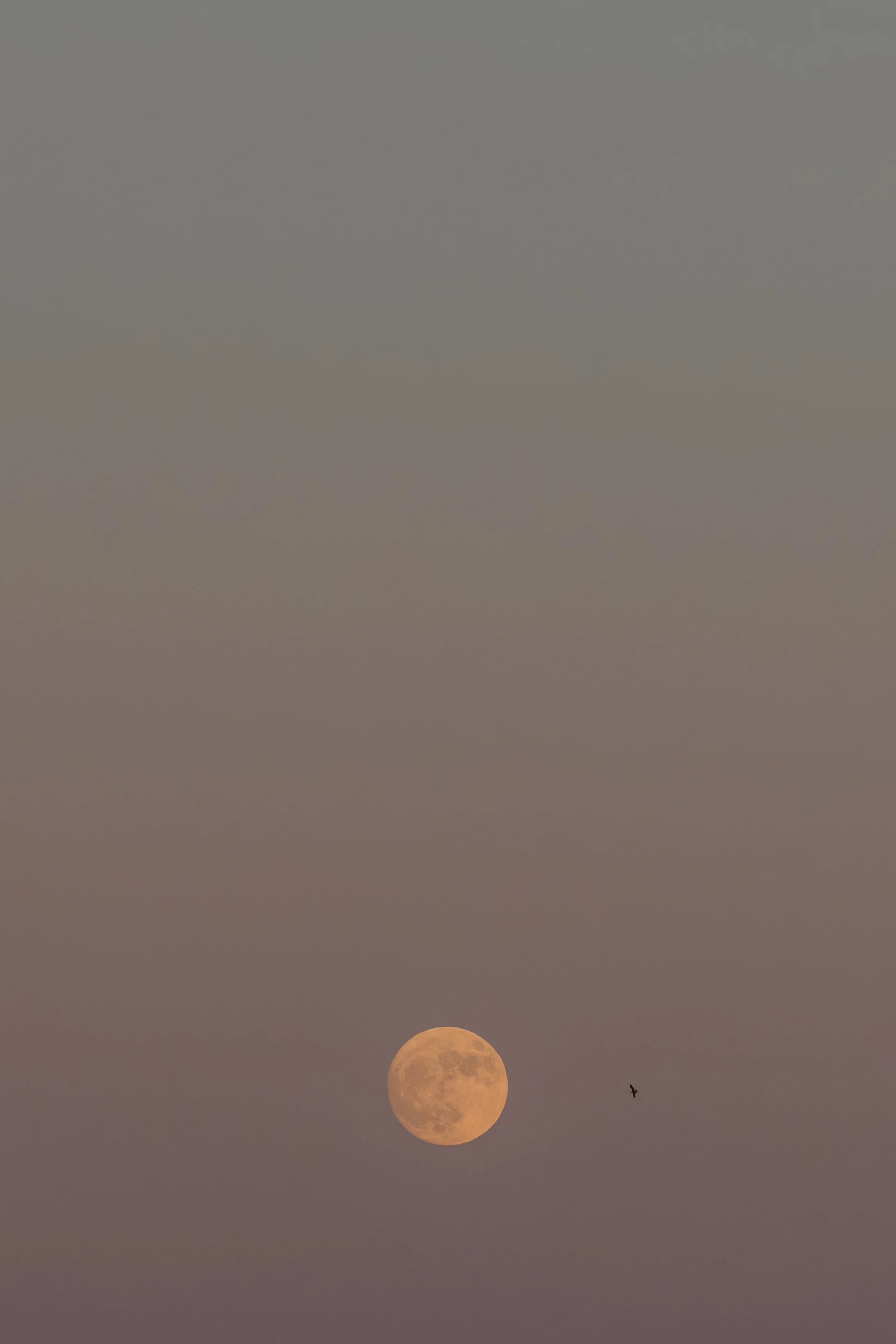 The full moon in the sky with a small bird flying nearby on the Sunshine Coast. 