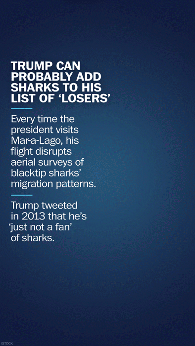 20170721_Sharks.gif