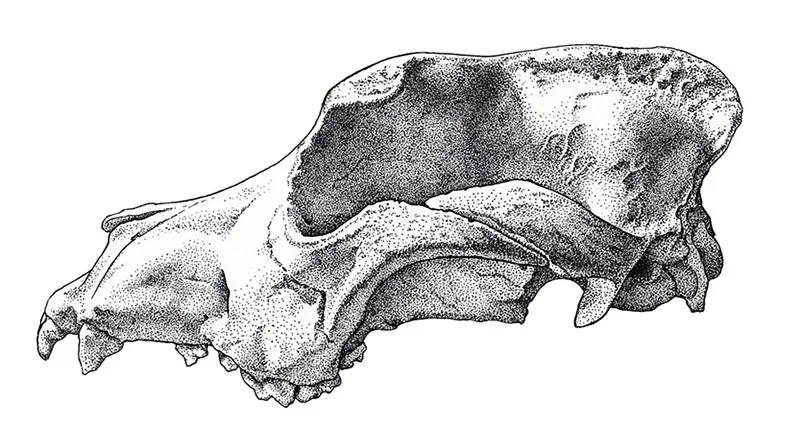 Canid Skull