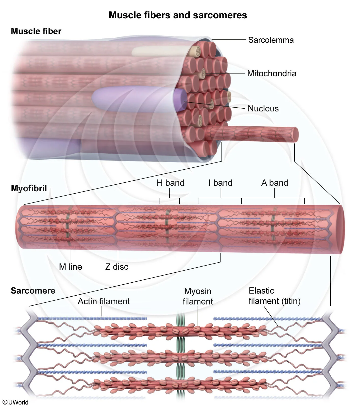 Muscle fibers and sarcomeres