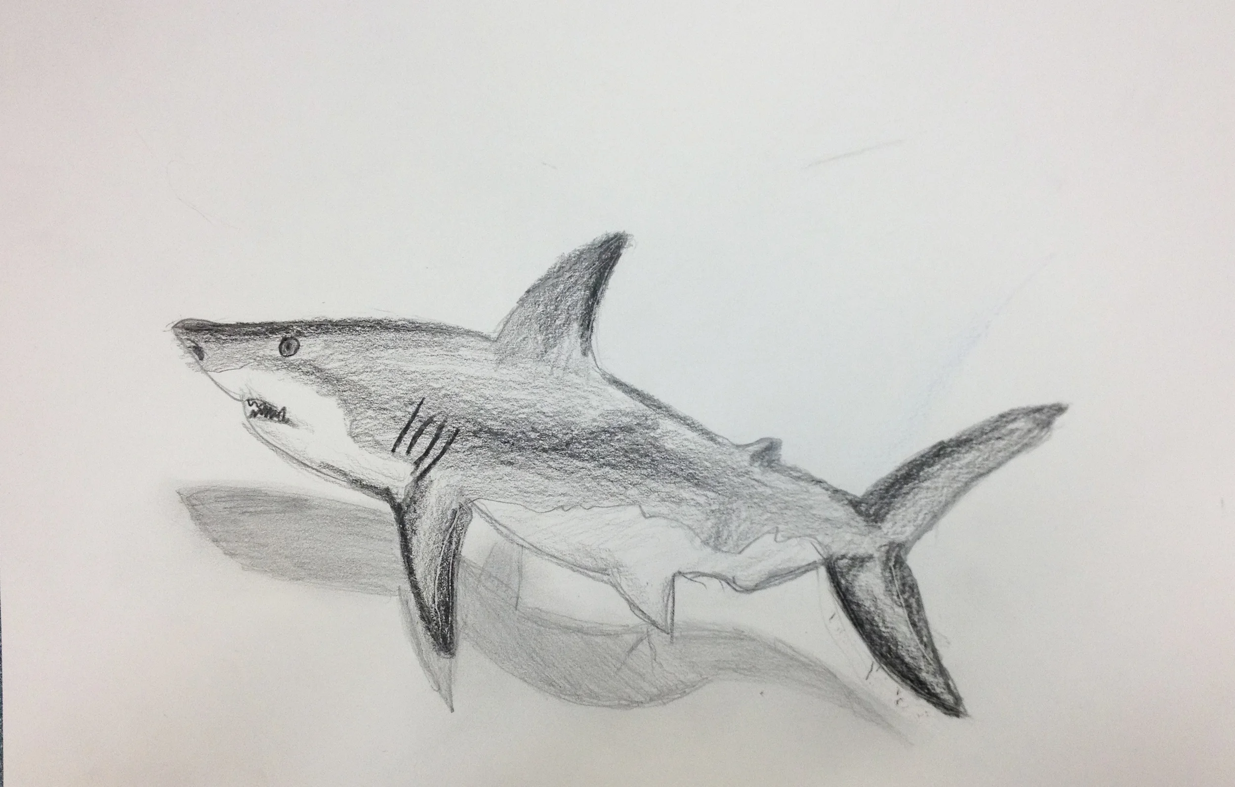 leo shark 1.jpg
