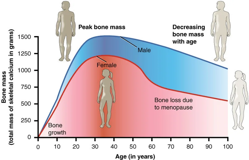 Image: Age and Bone Mass by Anatomy and Physiology, Connexions Website is used here with permissions granted under the Creative Commons Attribution 3.0 Unported license