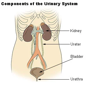 Image: lllu Urinary System by Arcadian is used here with permissions granted under the U.S. Public Domain (original works of the Federal Government)