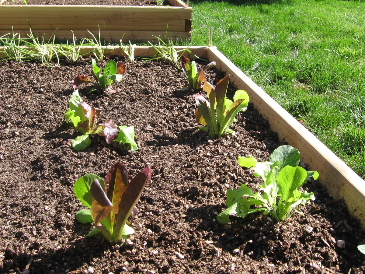 Gardening for the soul