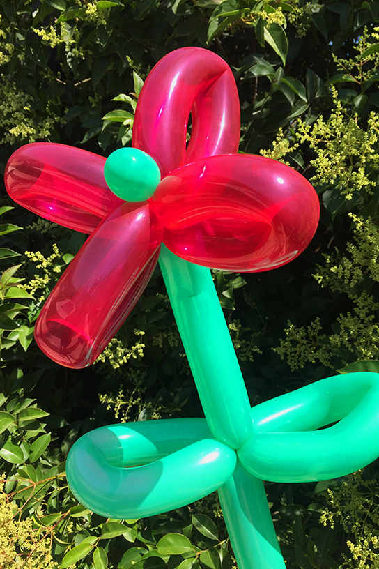 Red Pointsetta Balloon Flower.png