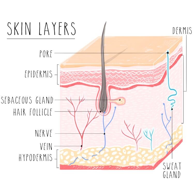 beauty-skin-layers-illustration-amber-day.jpg