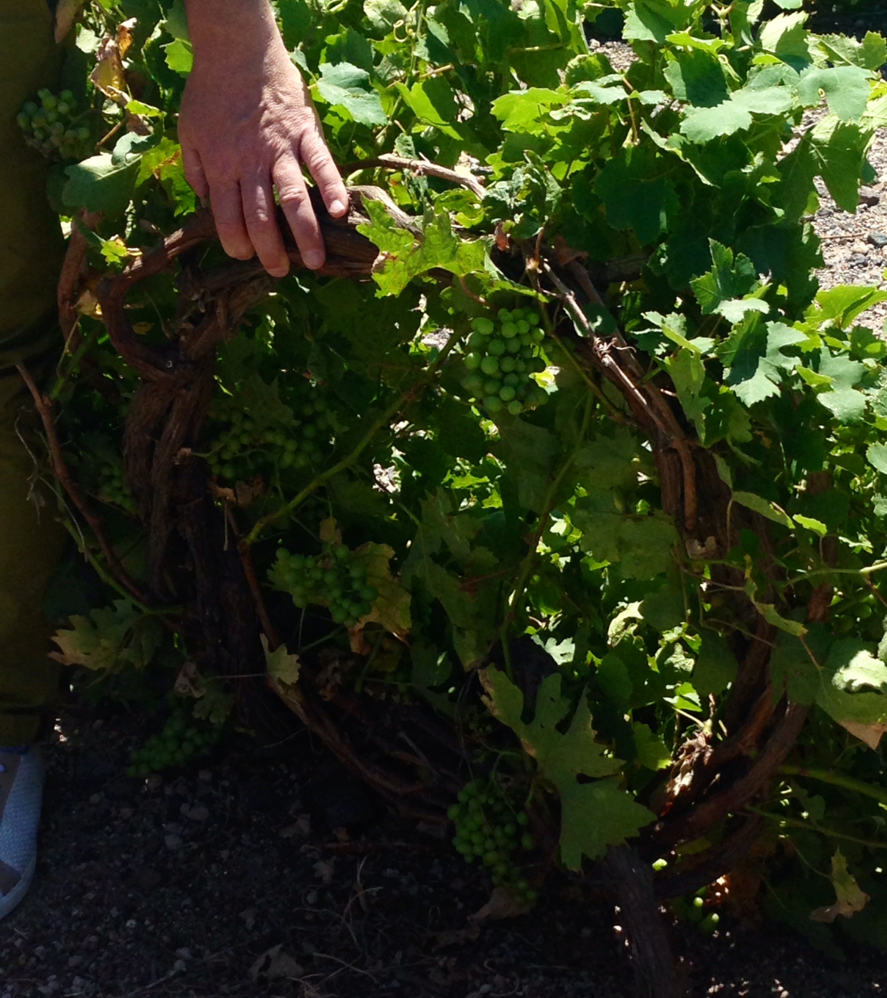 The vineyard soil is unique, comprised of volcanic ash and rocks. The vines are circular and low to the ground.