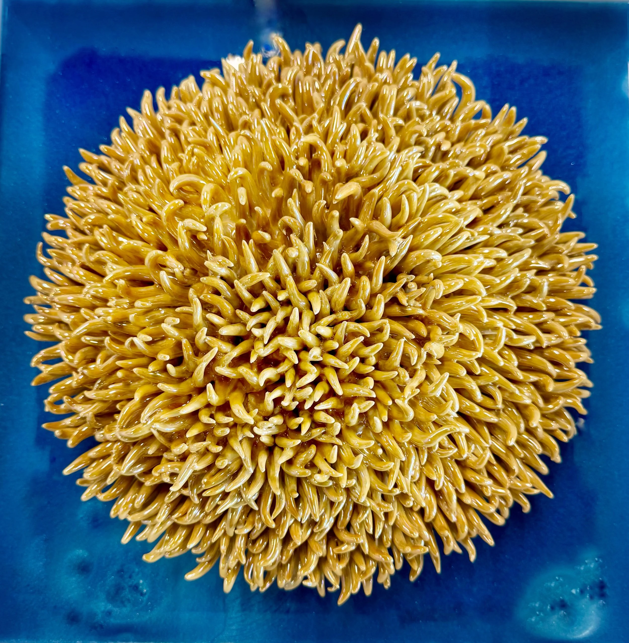 SunCoral.jpg