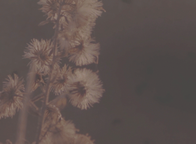 NL-header-jtj-curiosity.gif
