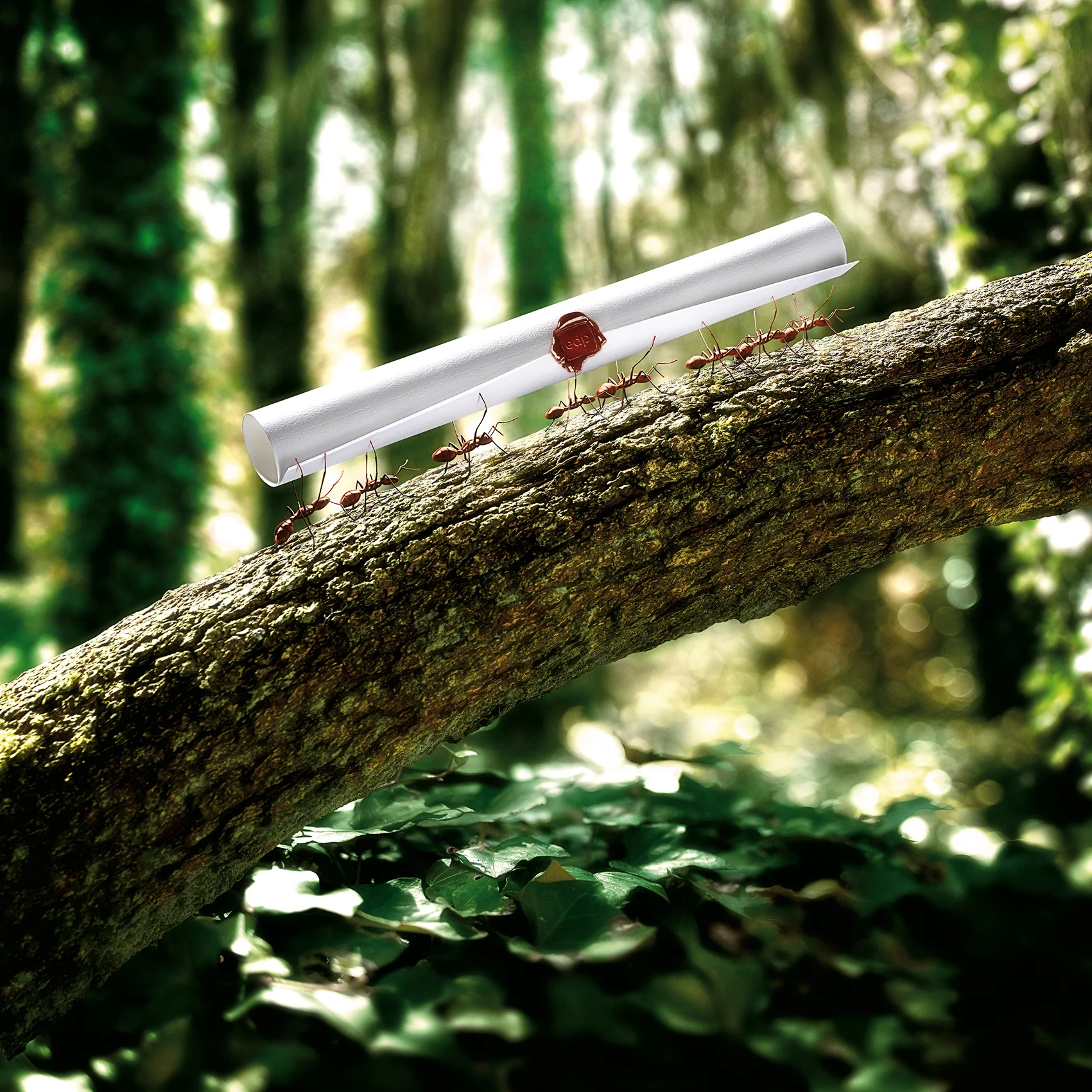 EDP Formigas final.jpg