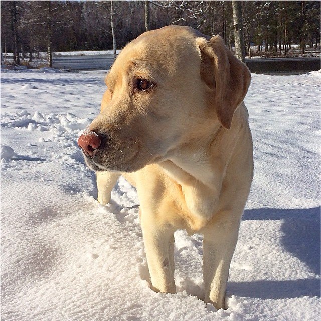 Dagny svalkar sig i snön, mars 2014