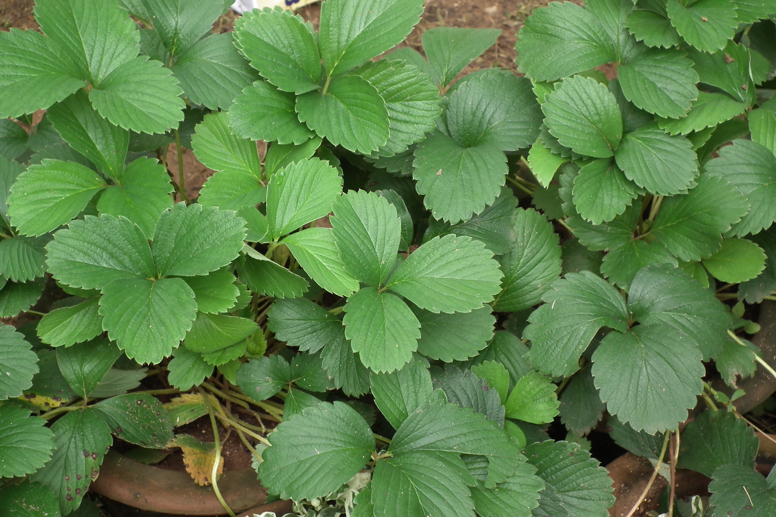 The foliage of a strawberry plant.
