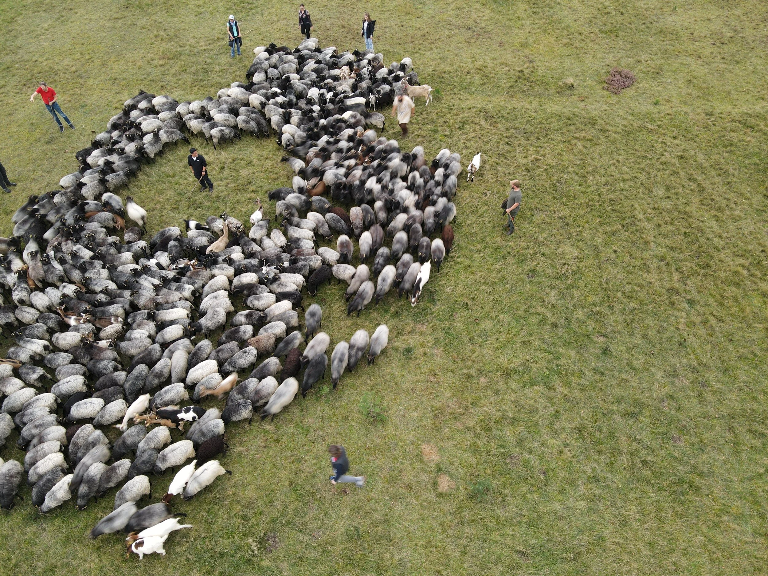 Teambuilding Schafe Hüten Köln und Hamburg: Führung - jeder braucht sie!