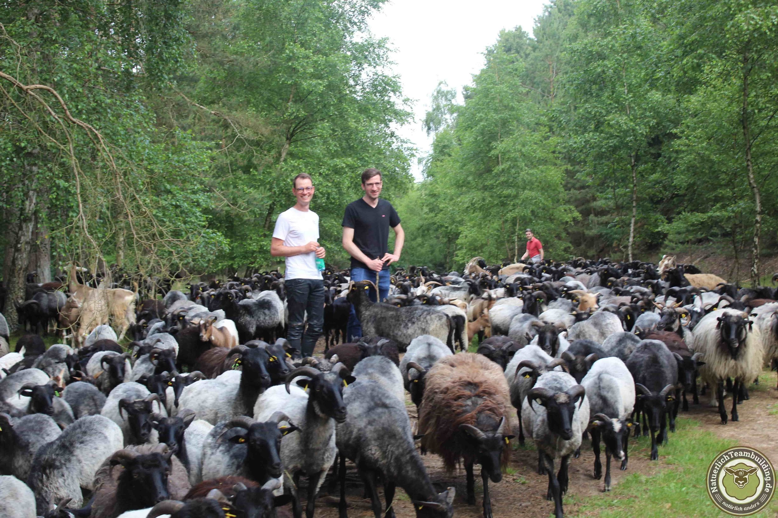 Schafe Hüten Teambuilding Heide Hamburg Hannover Bremen 2-min.JPG