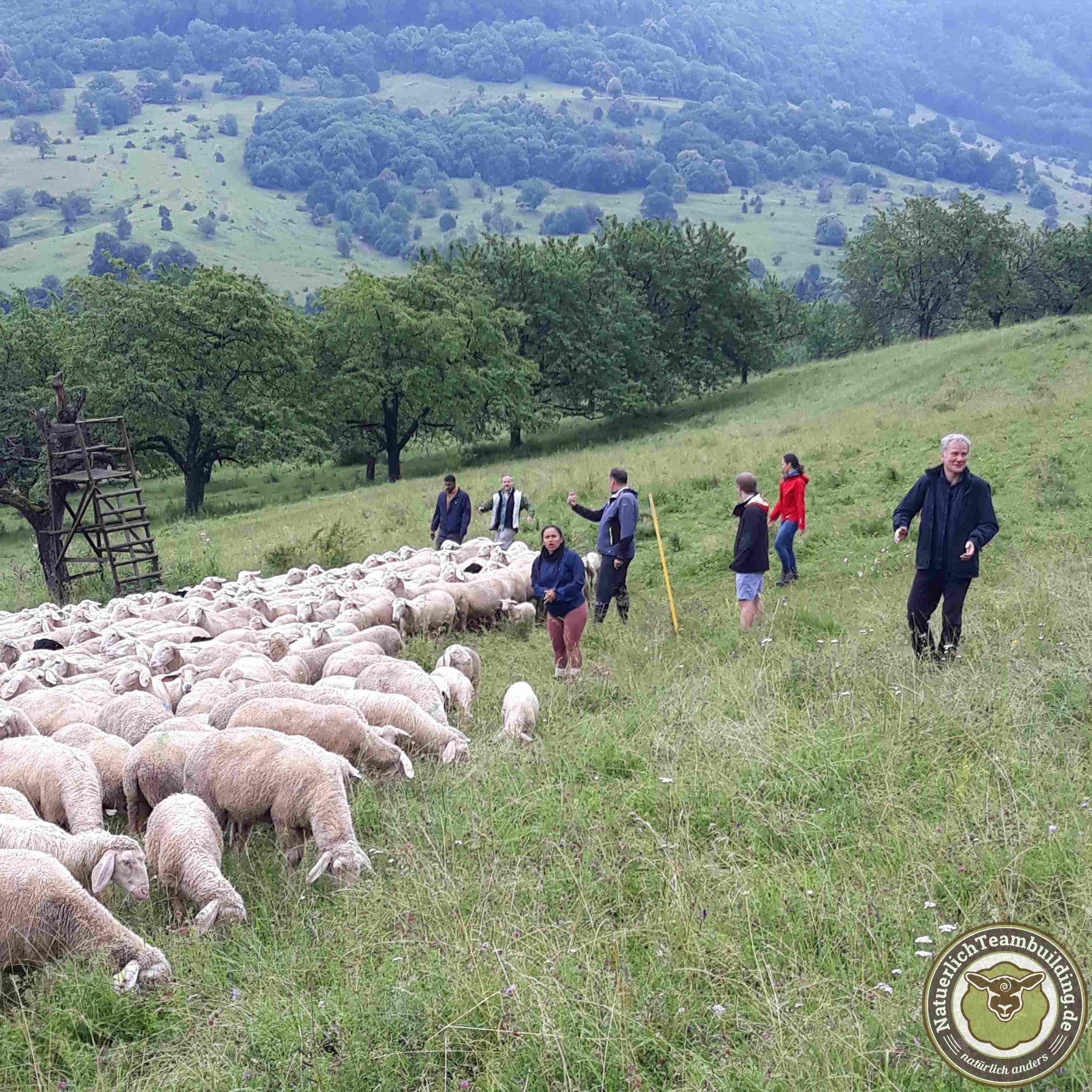 Schafe Hüten Teambuilding Nürnberg 2.jpg