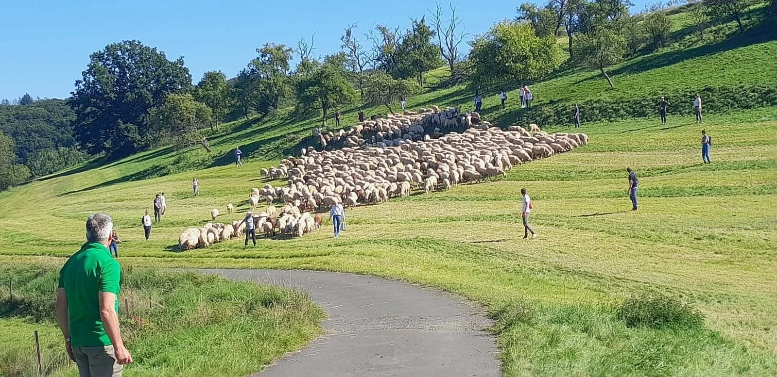 sheep-democracy.jpg