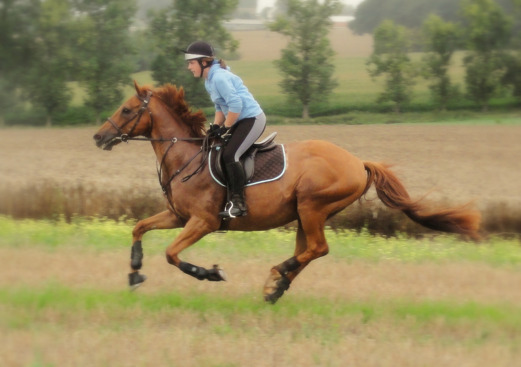 Cantering-002b.jpg