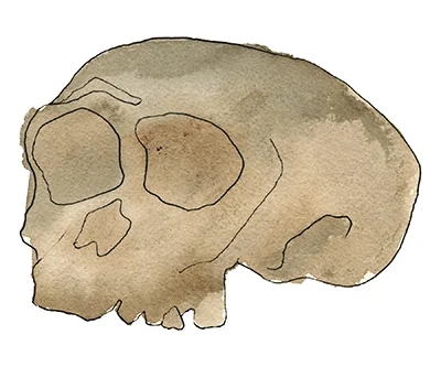 Neanderthal skull.jpg