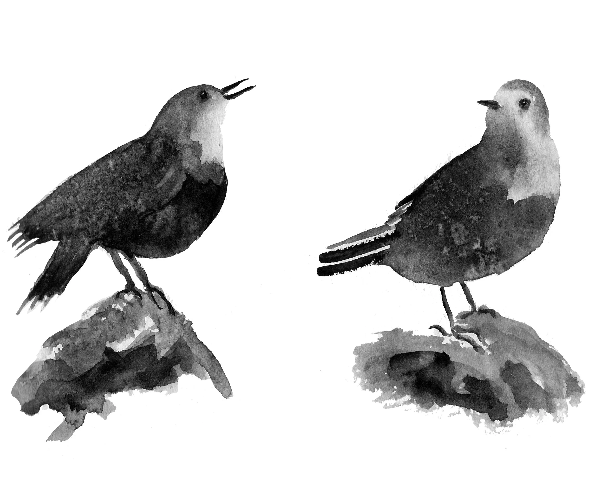 dippers.jpg