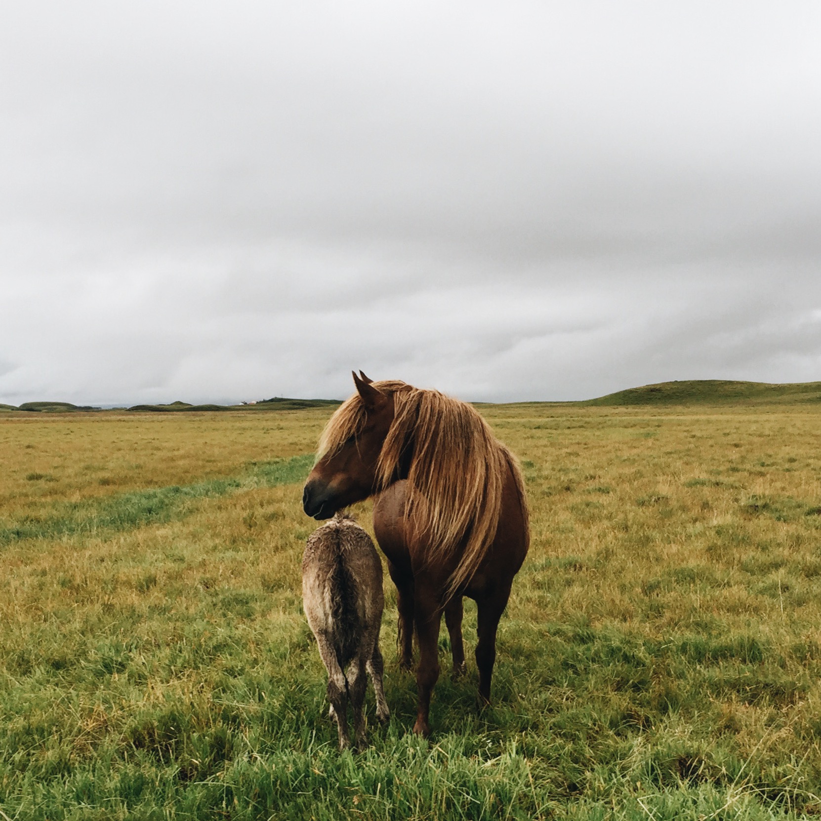 Mare and foal, Southeast Iceland
