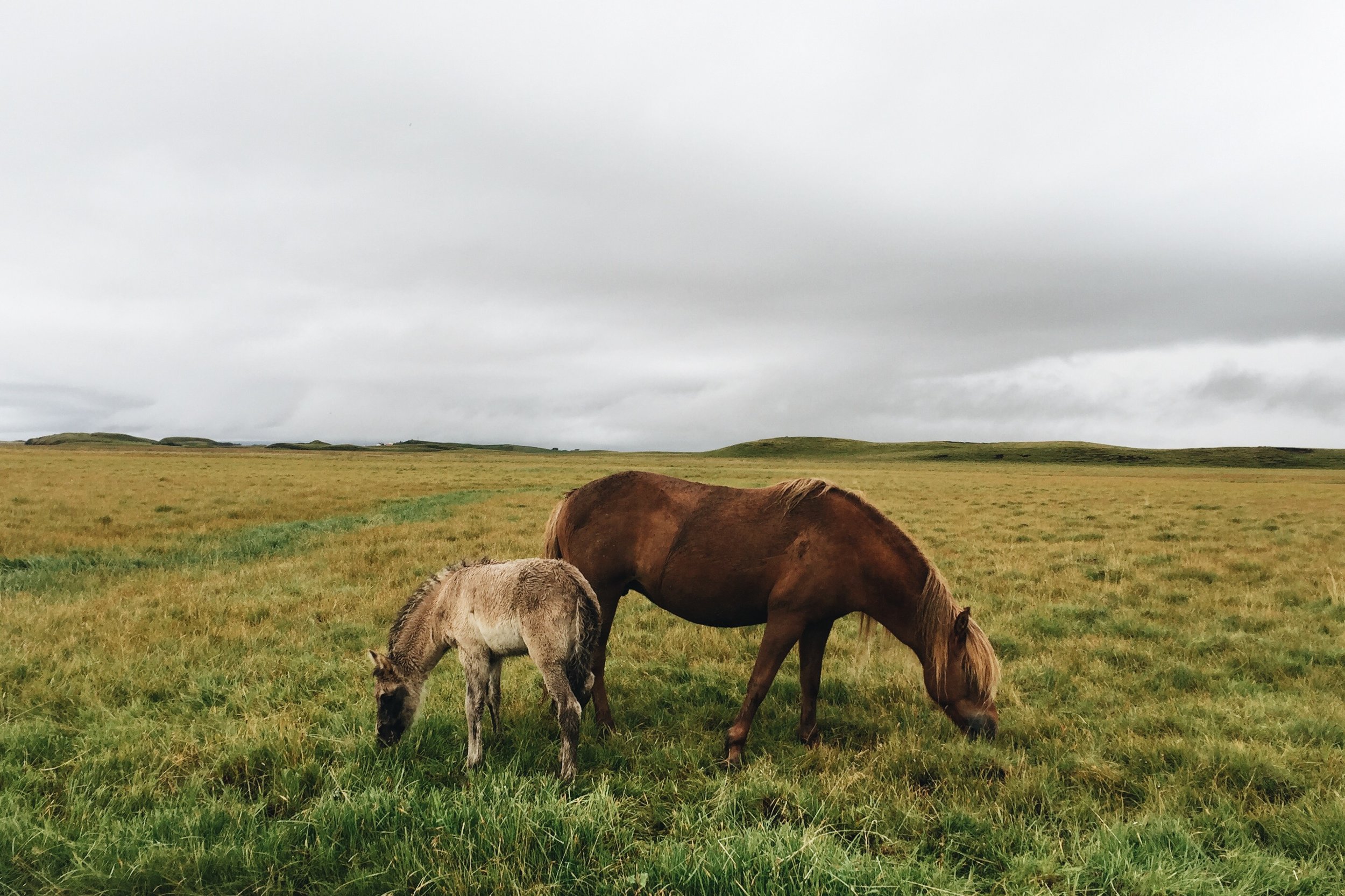 Mare and foal, Southeast Iceland