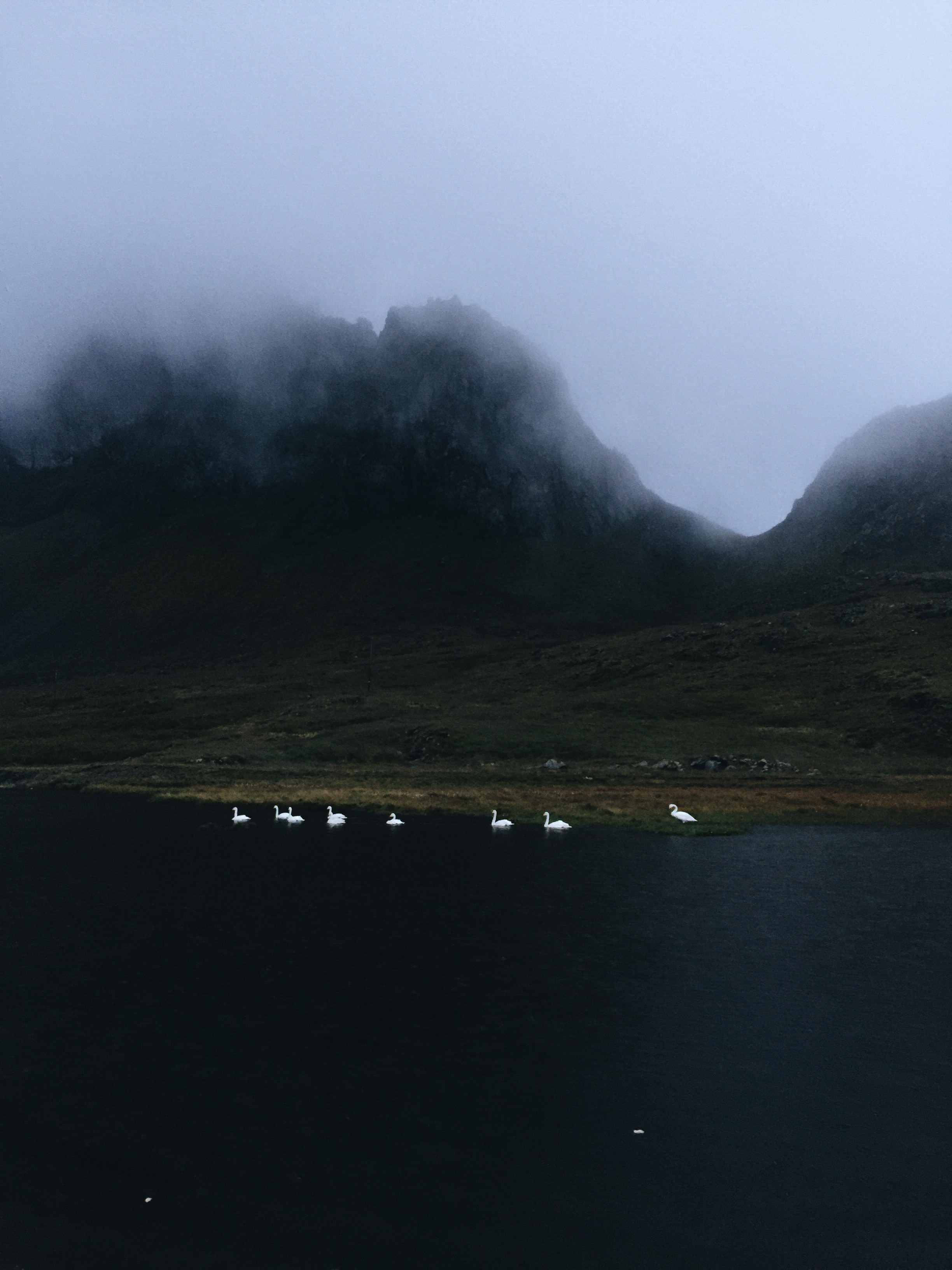 Swans in the Evening, East Iceland
