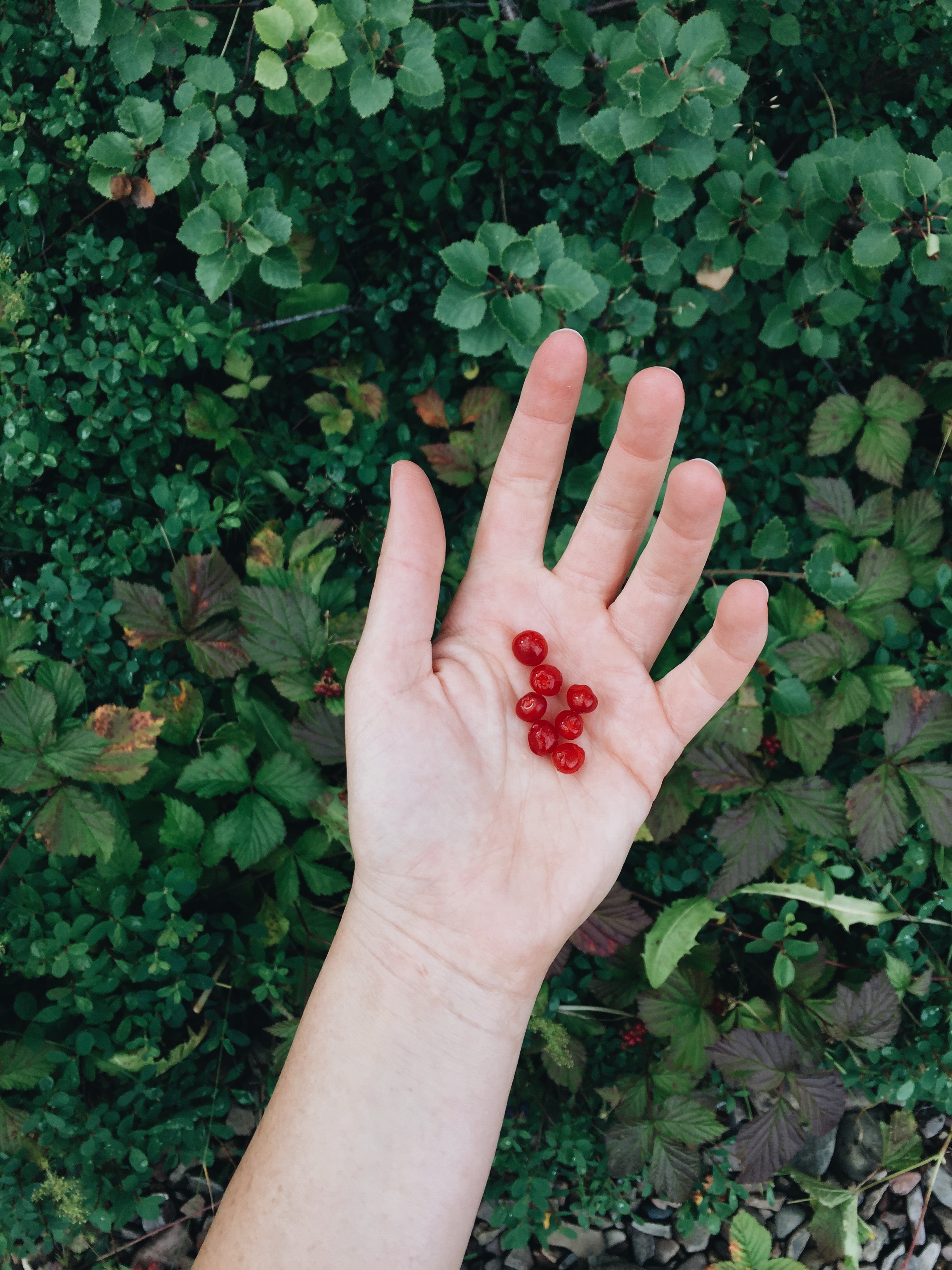 Stone bramble berries in the forest