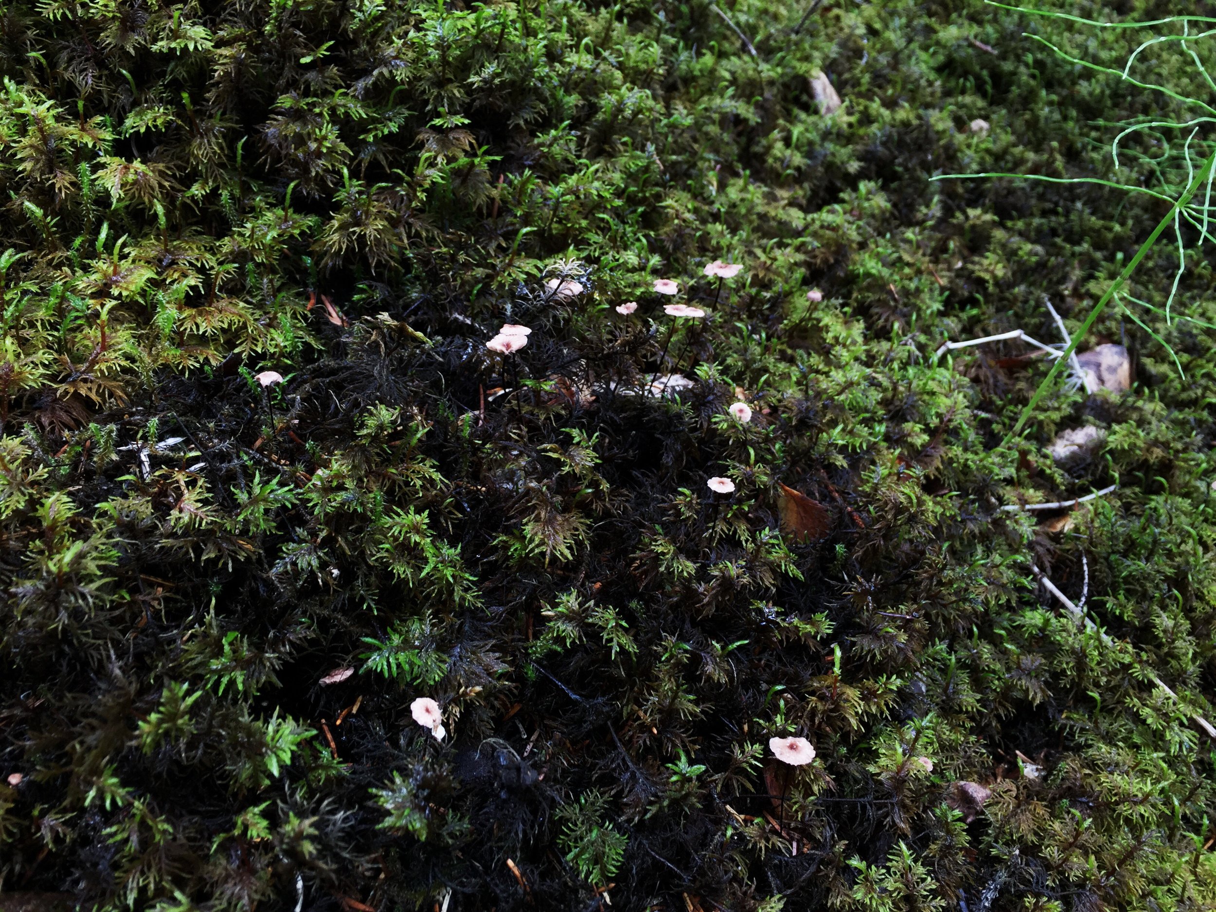 tiny mushrooms, Hallormsstaður National Forest