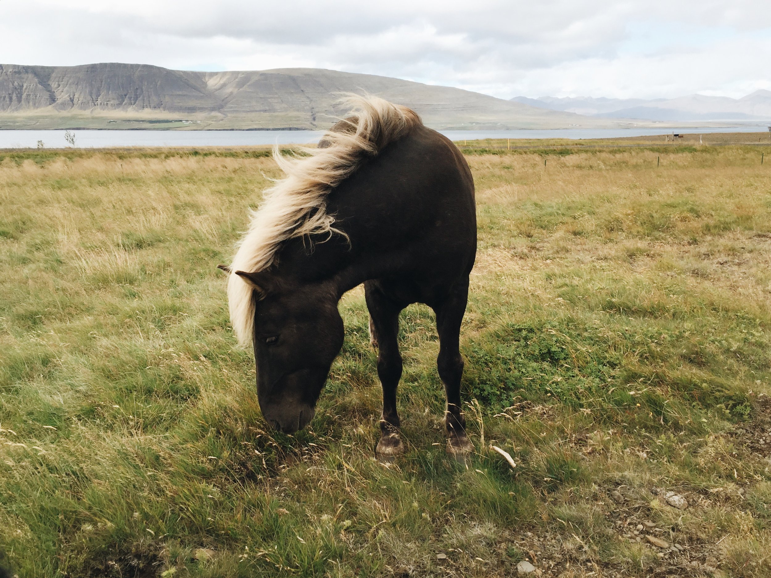 Shy Horse, Hvalfjörður