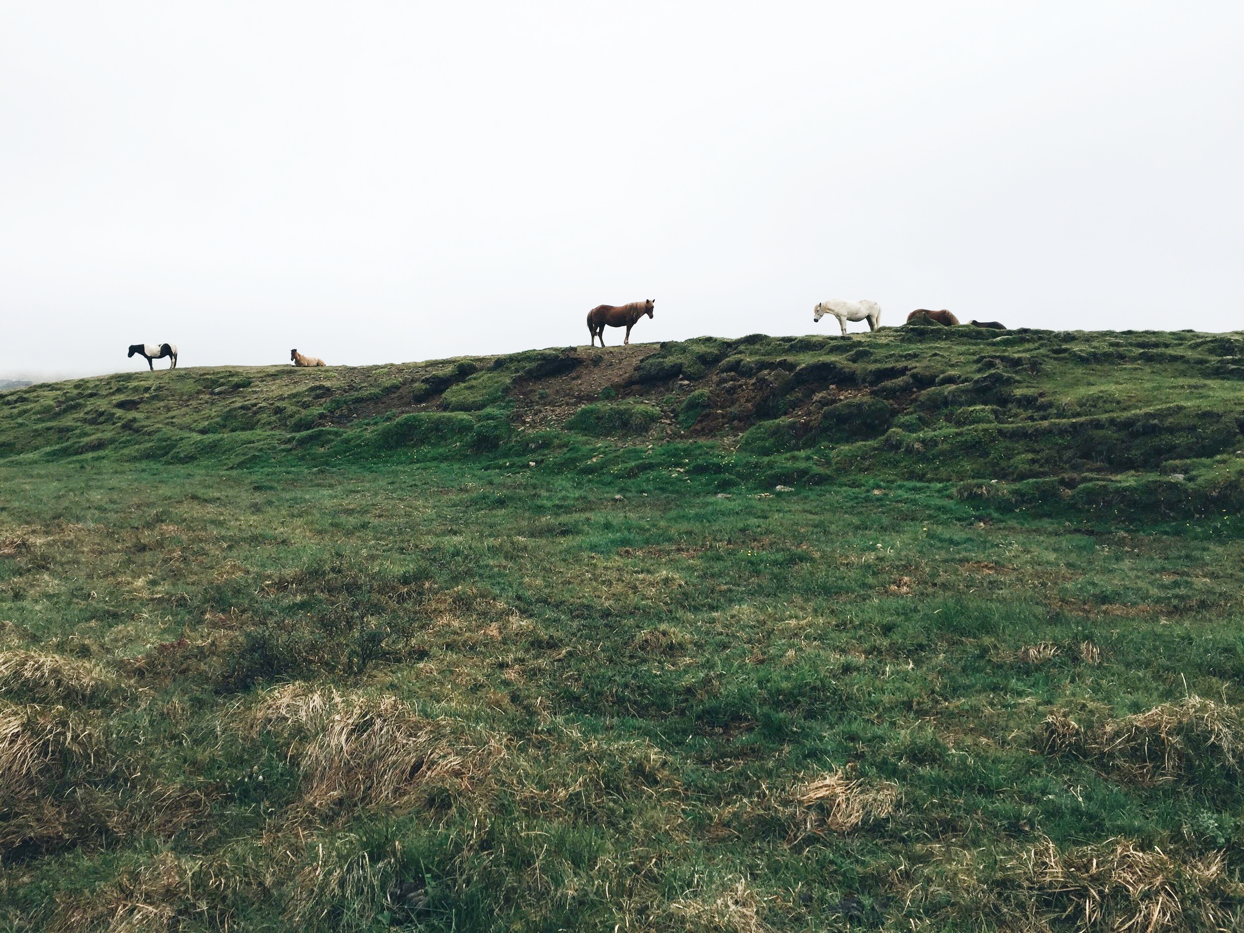 Icelandic horses, Snaelfessness Peninsula