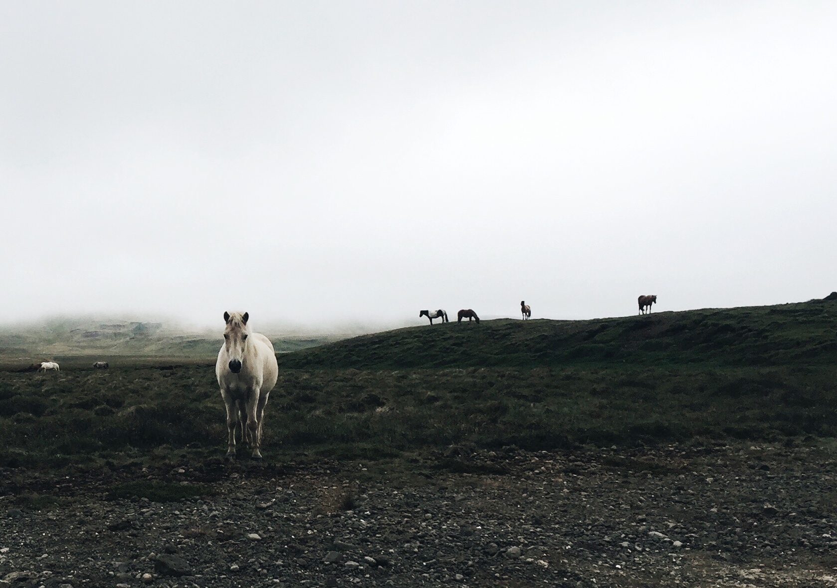 Icelandic horses, Snaelfessness Peninsula