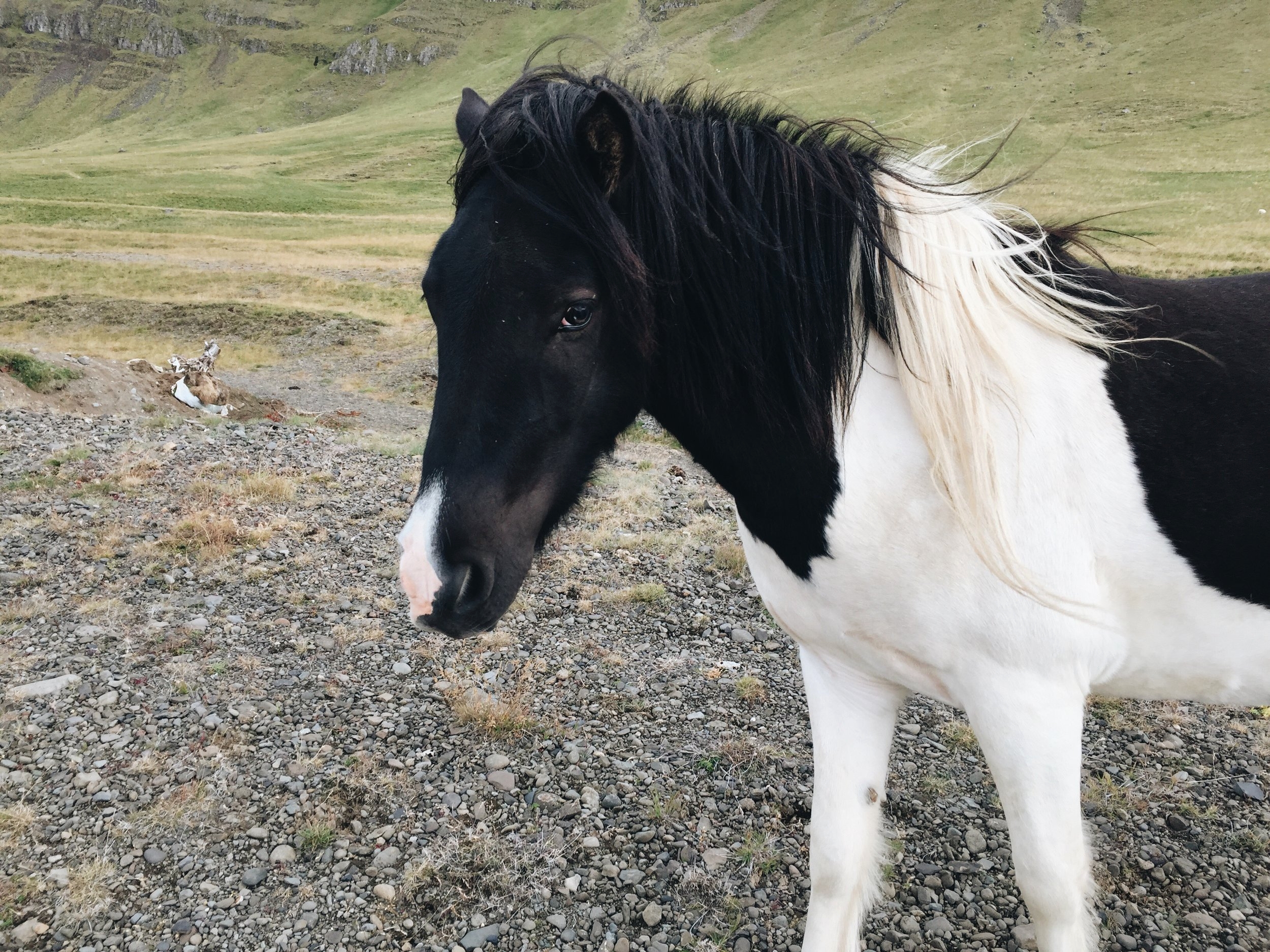 Shy Horse II, Hvalfjörður