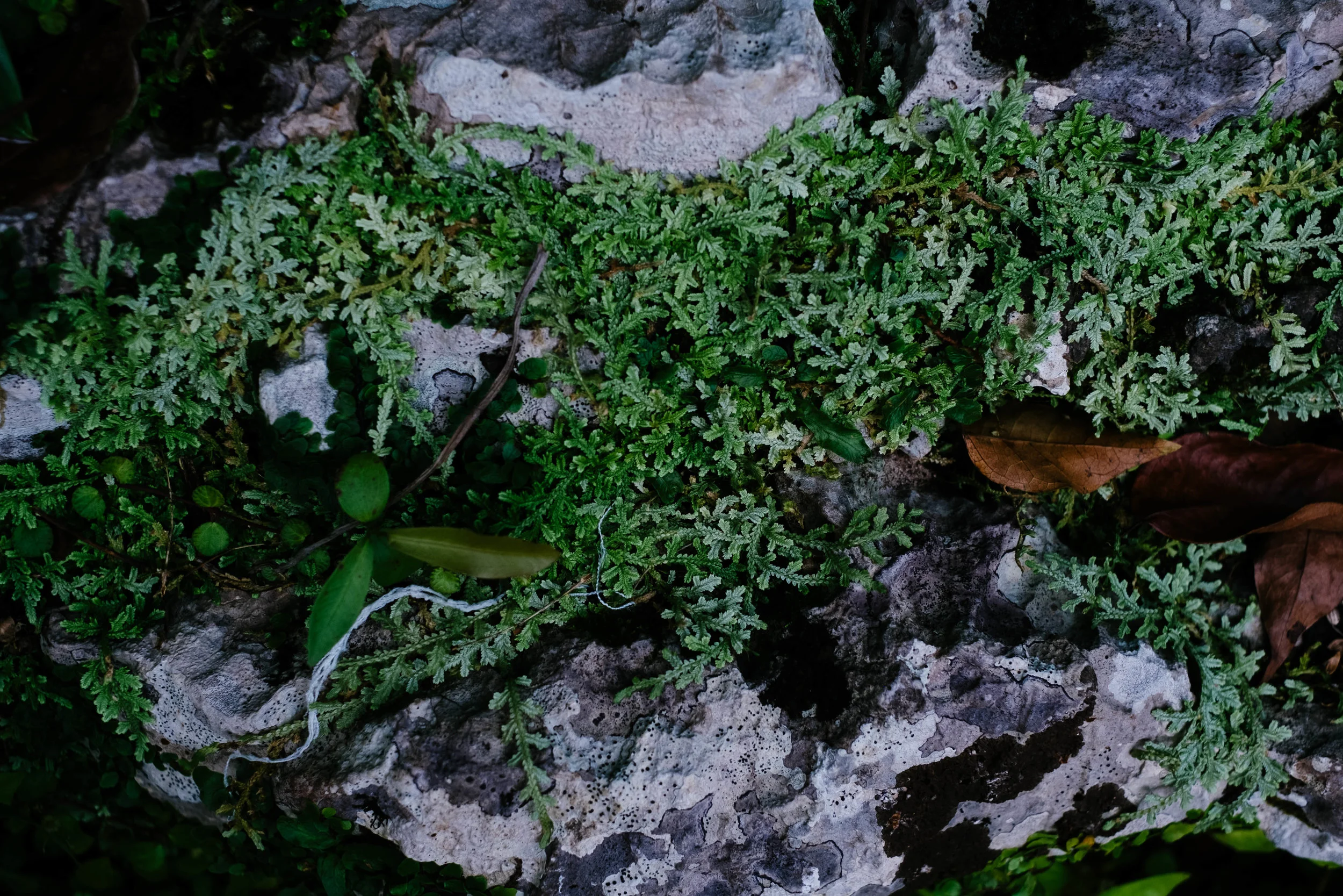 DSCF7553.jpg