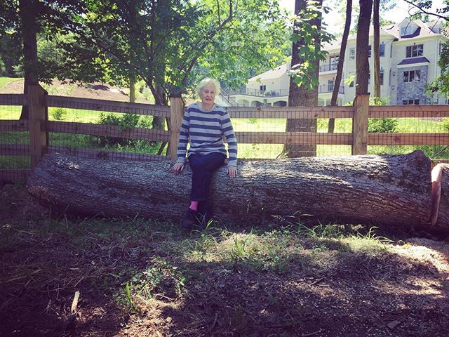 Tree Hunt Tuesday. Towed this maple from nearby Great Falls back to my studio this morning.