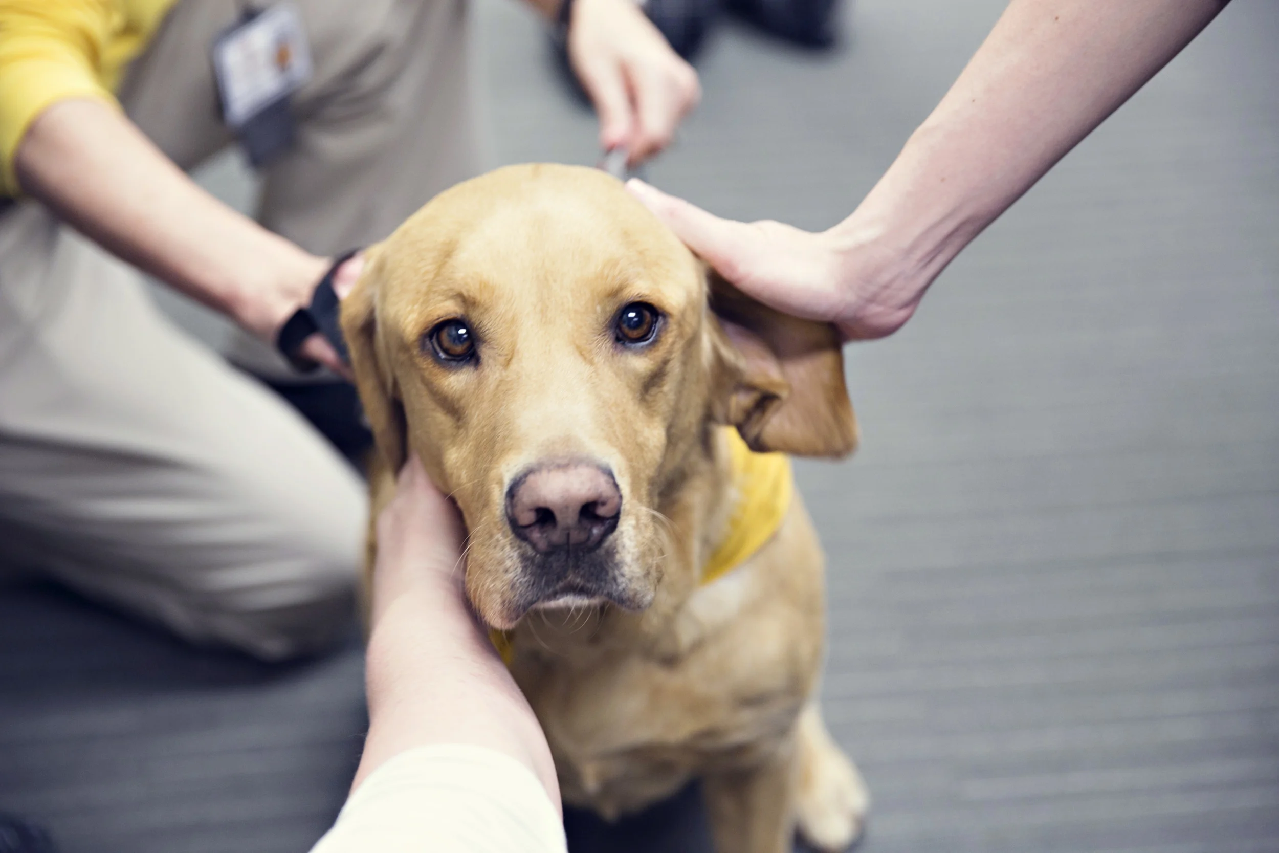 This is Jed, he is Hand in Paw director Laura Cardwell's amazing dog. Jed is so well mannered and calm that you can help but love him! This group went to a corporate office in downtown Birmingham to allow workers to have a break and bring a smile to their faces. Imagine being in your office all day and when you go to take a break you get to go love on some sweet pups! That would absolutely brighten my day! 